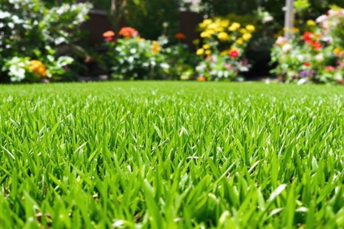  A detailed close-up of a lush green lawn featuring blooming flowers, showcasing the importance of maintenance and support.