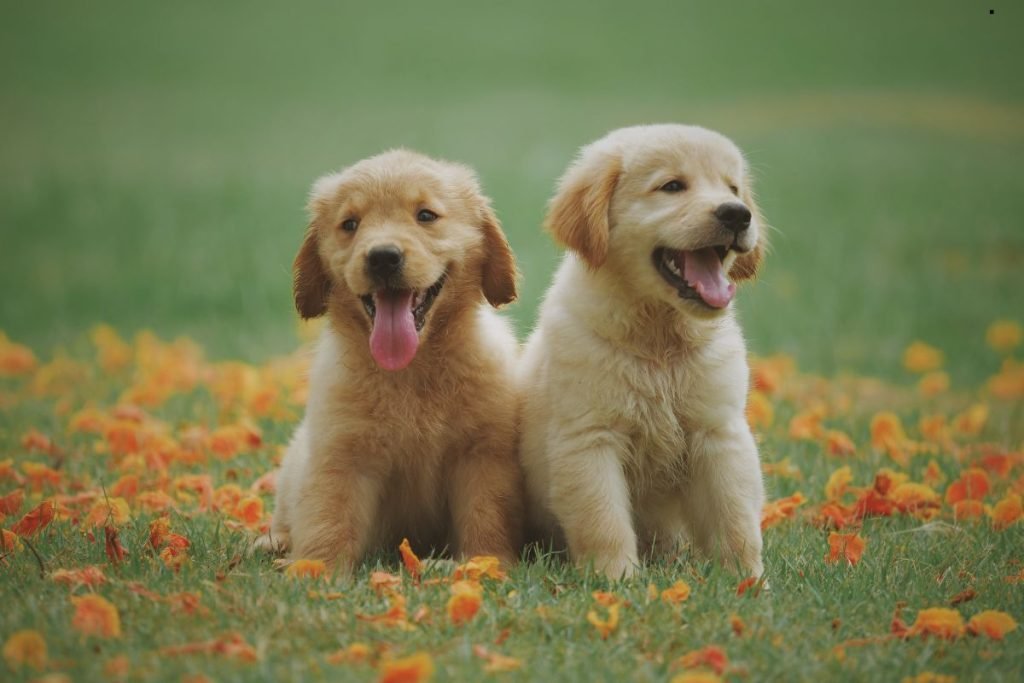 Artificial Grass Is Good for Pets
